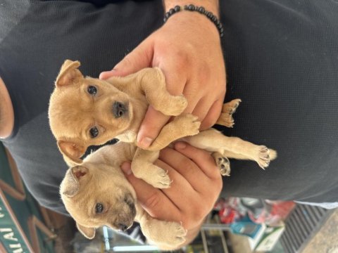 Tea cup pinscher bebekler