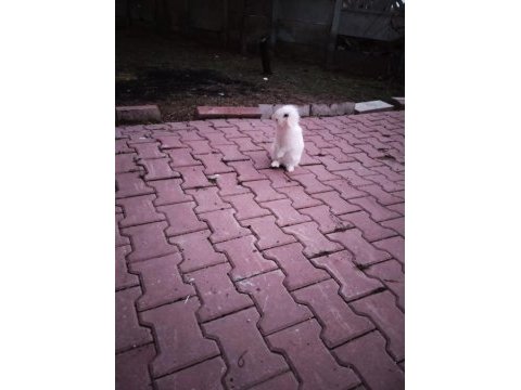 Hollanda lop tavşanı
