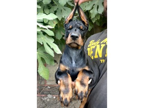 A şecereli doberman