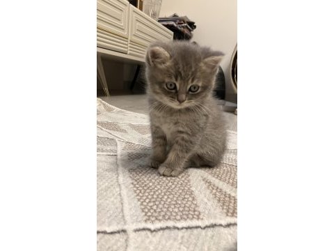 45 günlük gri erkek yavru british shorthair