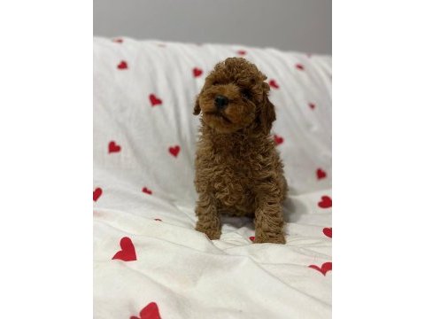 Toy poodle red brown yavrularımız