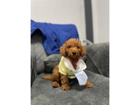 0 numara red toy poodle yavru