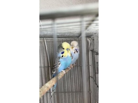 Üst vasıfların ince muhabbet kuşu yavruları uyguna ilk tüy