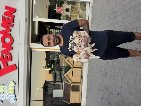 Türkiye’nin en güzel maltipoo yavruları ankara mağaza