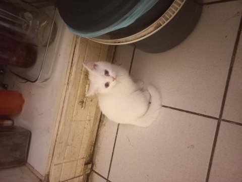 Çok tatlı british shorthair beyaz mavi gözlü