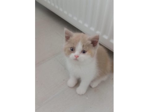 Cattery'den full secereli calico british longhair dişi