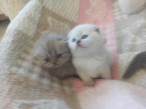 1 aylık safkan scottish fold yavrular