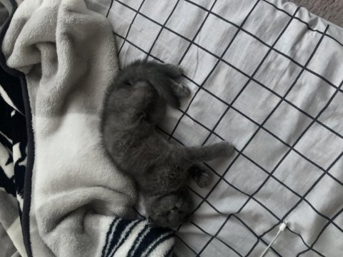 Yavru scottish fold