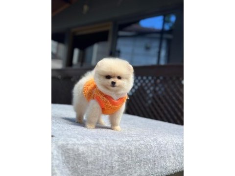 Sağlık ve ırk garantili pomeranian boo