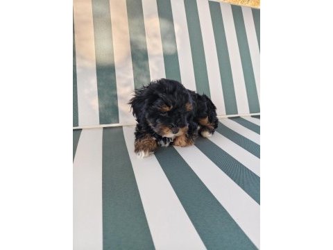 Orjinal maltipoo yavrular