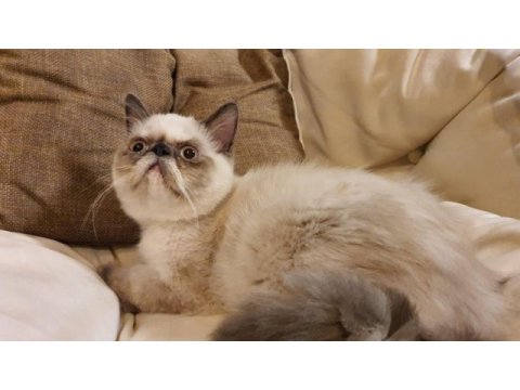 Safkan exotic shorthair blue point dişi kedimiz