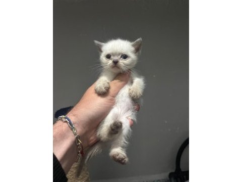 Bebek british shorthair kediler