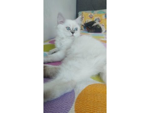 Silver point british longhair bebek yeni yuvasını arıyor