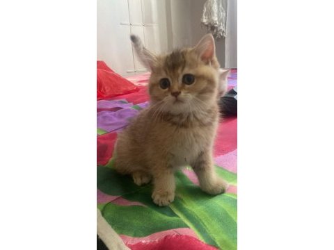 Safkan british shorthair