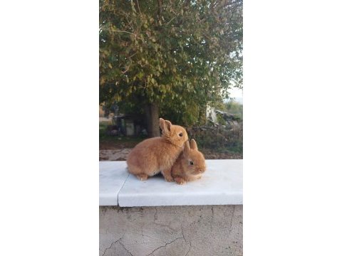 Sağlıklı her renk mevcut tavşanlar