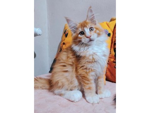 Maine coon 3 aylık erkek yavrular