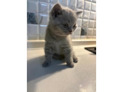 British shorthair yavrularımız yeni ailelerini arıyor
