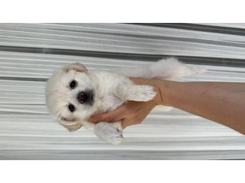 Morkie yavruları