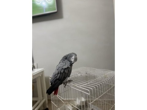 Süper konuşan jako papağanı