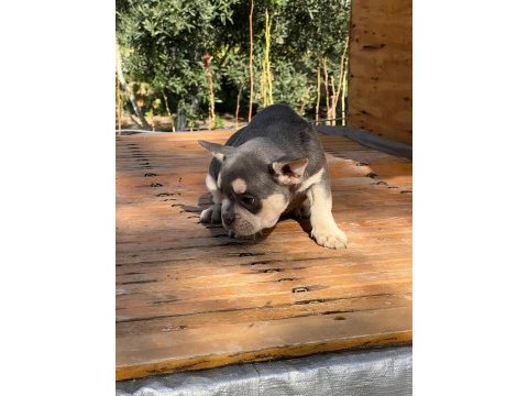 2 aylık french bebeğimiz sahibini arıyor blue tan quad erkek