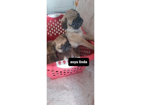 Pug mops bebekler