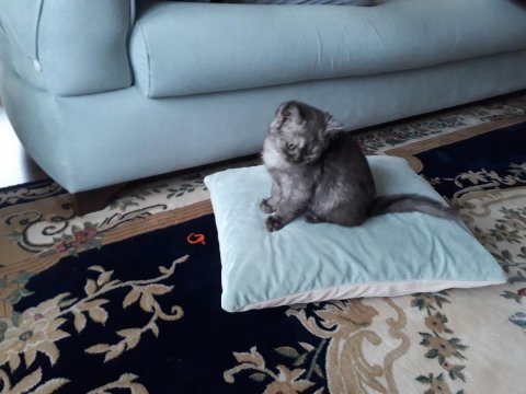 3 aylık british shorthair