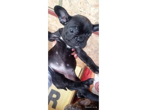French bulldog kara kuzularım yeni yuvalarına uçmaya hazır