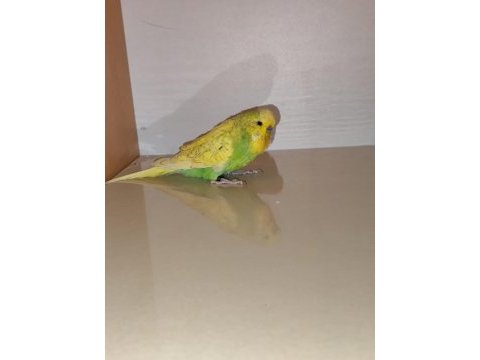 Satılık jumbo muhabbet kuşumuz