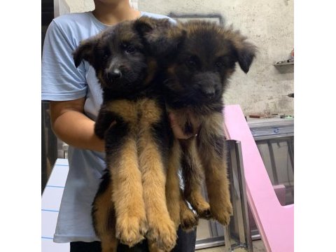 Orjinal alman çoban köpeği yavrusu