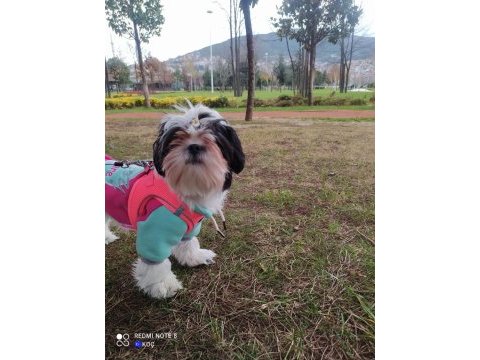 Shih tzu kızımız lila ailesini arıyor