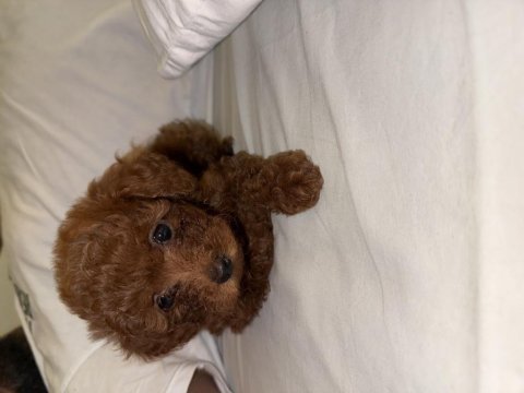 Bebek poodle köpeğimiz