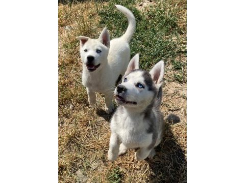 Dünyalar güzeli husky yavrularımız
