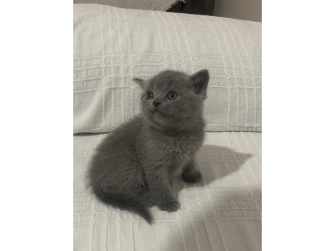 Evden eşsiz show kalite british shorthair yavrular
