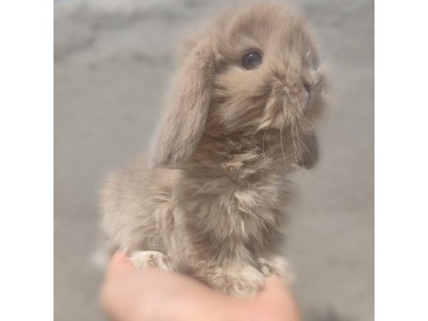 Hollanda lop tavşanı
