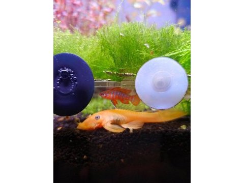Scarlet badis (dario dario)
