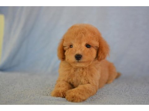 Böyle maltipoo görmediniz