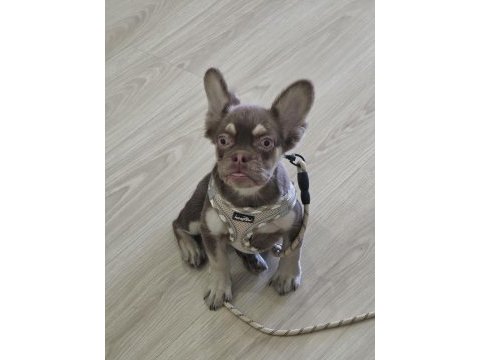 Rojo tan dişi french bulldog