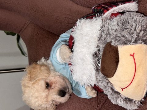 Acil köpekler fiyat görüşülür taksitlendirilir