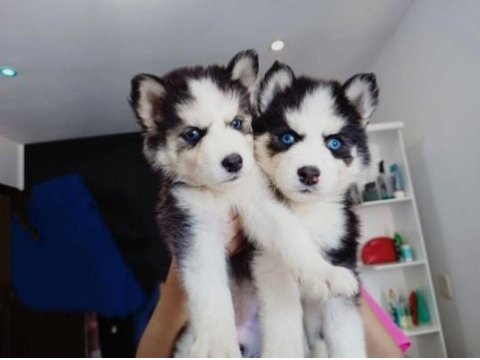 Husky sibirya yavruları