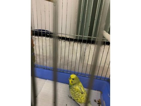 Muhabbet kuşu kafesi ile verilecektir