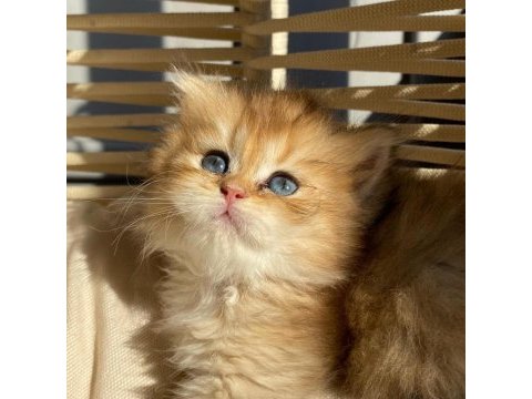 British longhair ny11-ny25