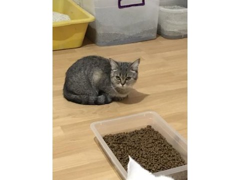 Bir yaşında british shorthair