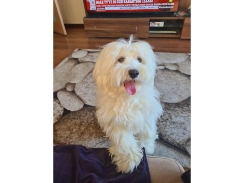 Çok tatlı maltipoo