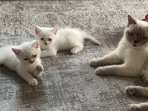 1 mayıs doğumlu british shorthair blue pointler
