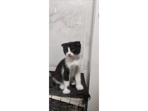 Bu tatlı scottish fold yavruları sahiplendirmek istiyoruz