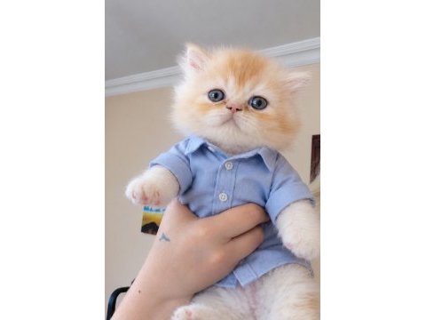 Erkek iran persian