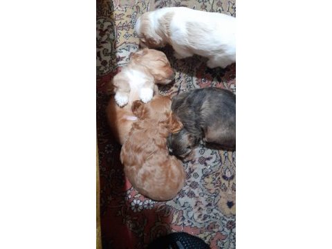 Nadir bulunan 4 renk merle poodle