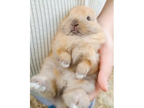 Fluffy dwarfs özel pofuduk cüce tavşanlarımız