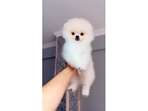 Pomeranian boo teddy yüz