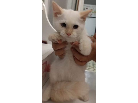 Kartopu british shorthair minnoş